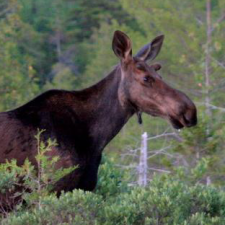 Photo of young moose in woods